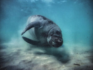 Manatees are in Motion!