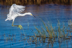 Shane Abbott Op-Ed: Preserving Florida’s Wildlife Corridor